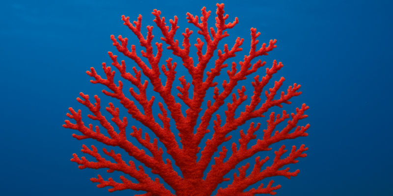 Significato del corallo rosso, rosa, nero, azzurro,